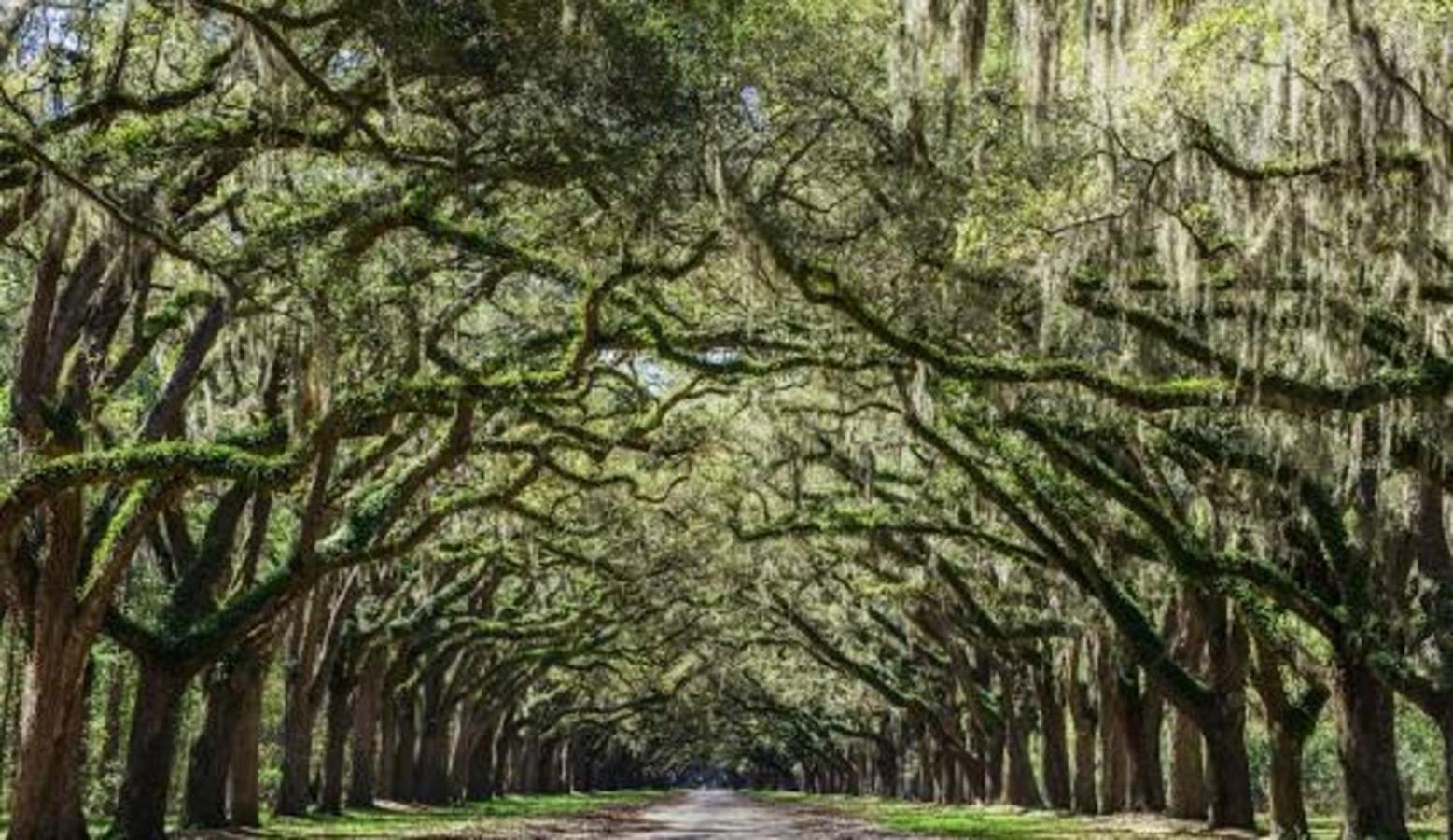 5Min To River Street, Dt - Spacious - Free Parking Savannah Exteriör bild